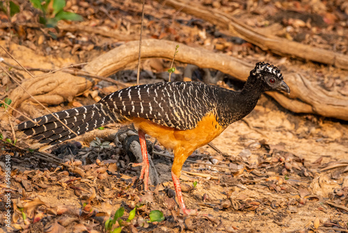 Beautiful view to female Bare-faced Curassow (Crax fasciolata) photo