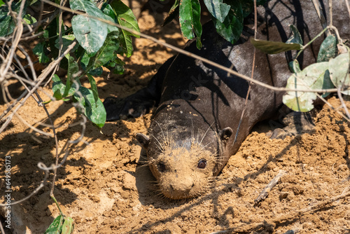 View to giant otter with muddy face on den by Pixaim River photo