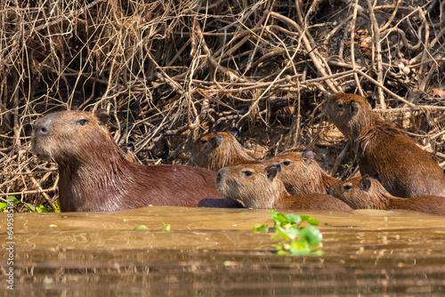 View to gorup of capybaras by Pixaim River, Pantanal of Poconé photo