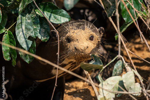 View to giant otter with muddy face on den by Pixaim River photo