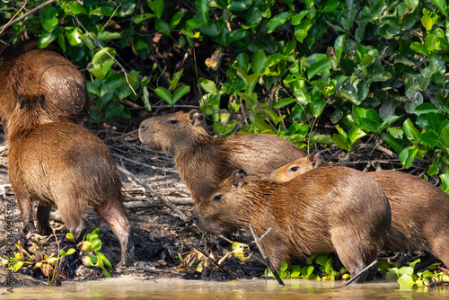 View to gorup of capybaras by Pixaim River, Pantanal of Poconé photo
