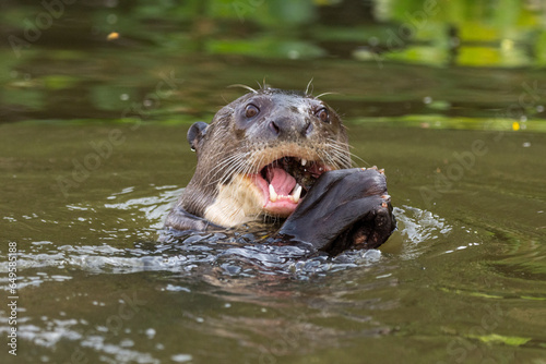 View to giant otter swimming and feeding on fish in Pixaim River photo