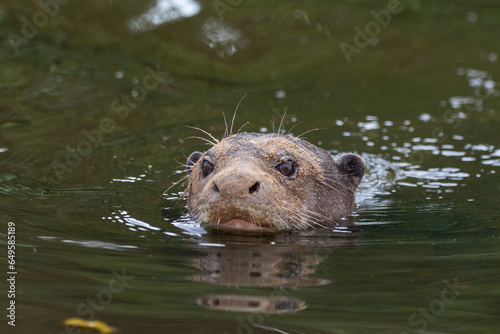 View to giant otter with muddy face swimming in Pixaim River photo