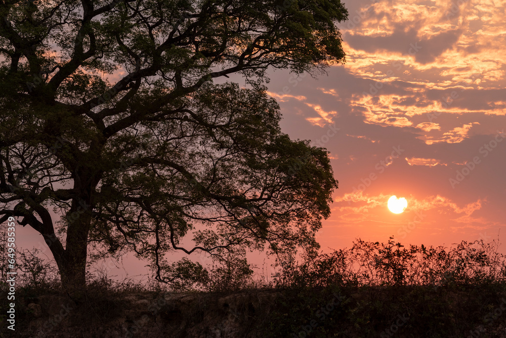 Beautiful sunset behind pink trumpet trees by Pixaim River, Pantanal
