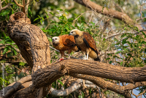 Beautiful couple of Black-collared Hawks sharing fish in the Pantanal
