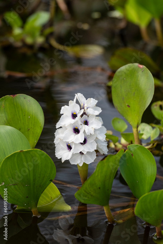 Beautiful view to green Water Hyacinth floating vegetation photo