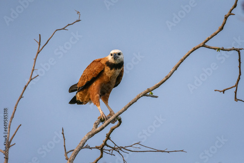 Beautiful Black-collared Hawk sitting on tree branch in the Pantanal photo