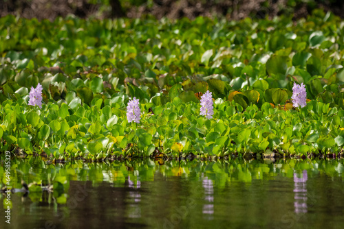 Beautiful view to green Water Hyacinth floating vegetation photo