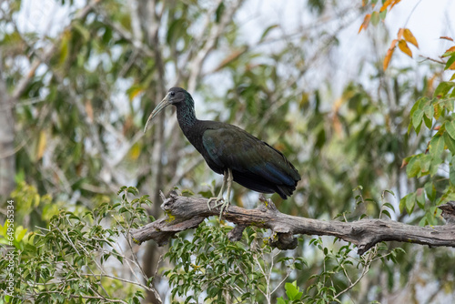 Beautiful view to Green Ibis (Mesembrinibis cayennensis) on tree photo