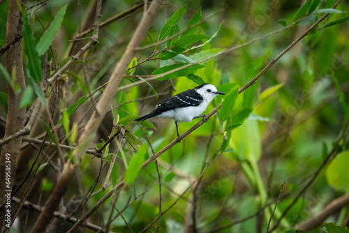 Beautiful view to Black-backed Water-Tyrant (Fluvicola albiventer) photo