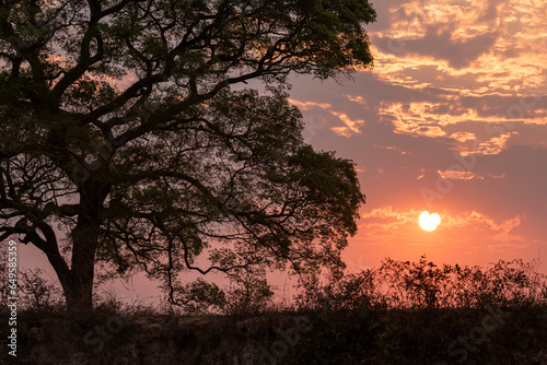 Beautiful sunset behind pink trumpet trees by Pixaim River, Pantanal