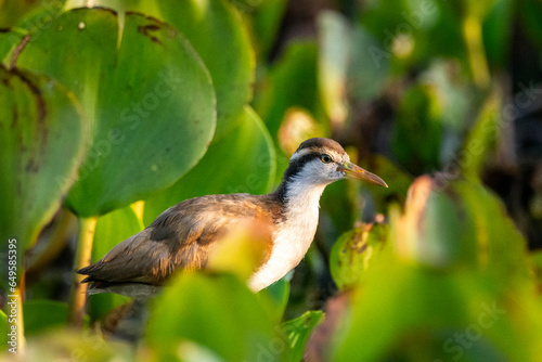 Beautiful view to Wattled Jacana bird on green floating vegetation photo