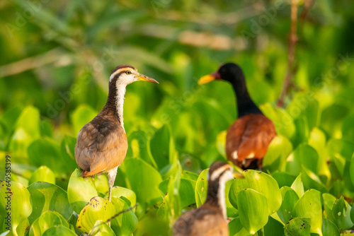Beautiful view to Wattled Jacana bird on green floating vegetation photo