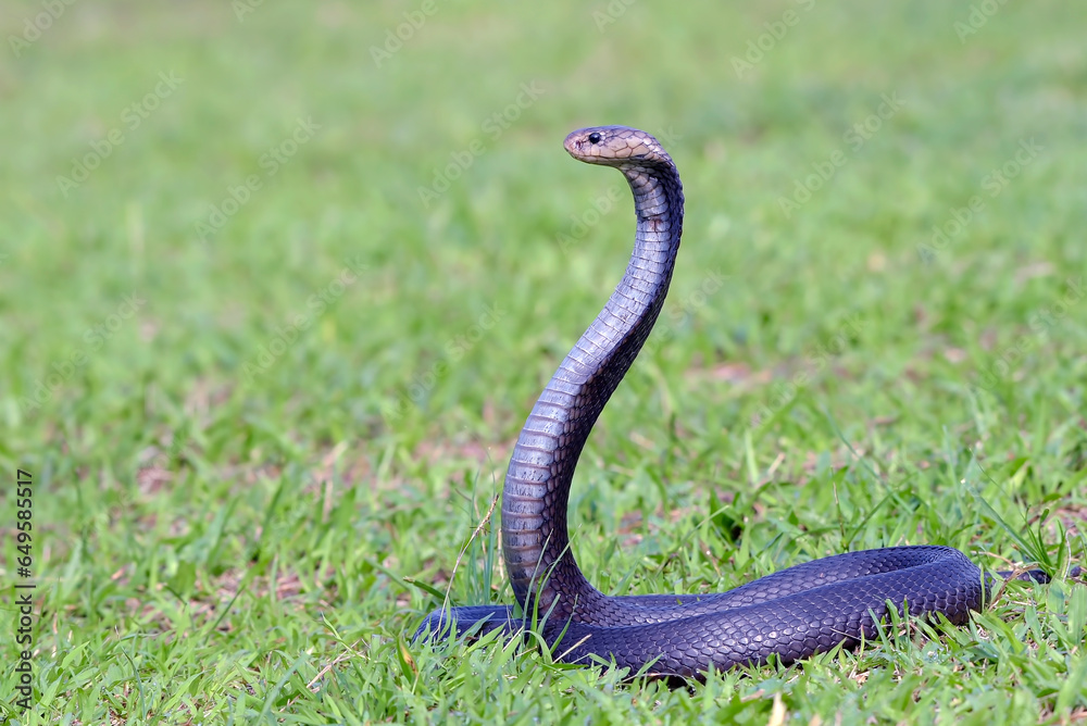 Fototapeta premium Javanese spitting cobra on a grassland