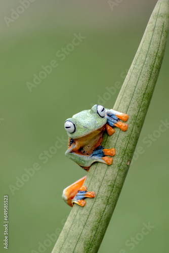 Green tree flying frog in their environment