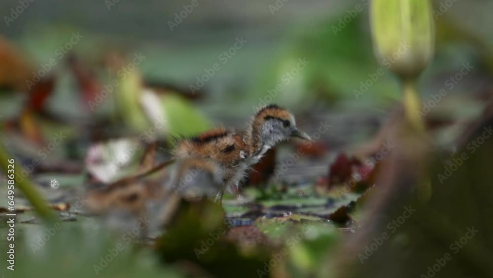 Closeup of Chicks of Pheasant tailed Jacana Feeding on Floating leaf of Water lily