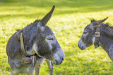 Esel - Allgäu - Donkey - Hausesel