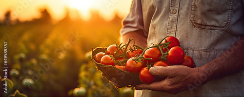 Farmer holding fresh tomato in his hands. wide banner