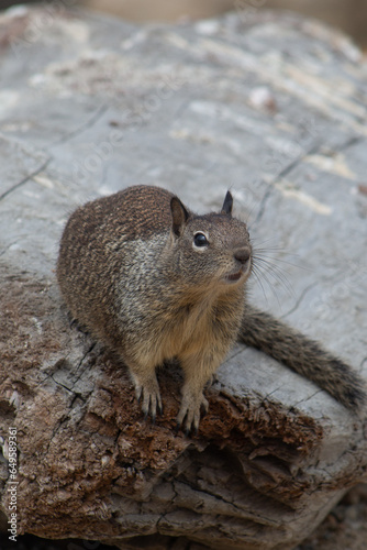 a squirrel standing on a stone