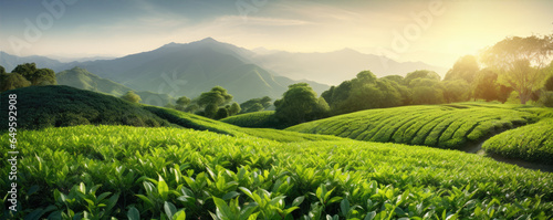 Green field of tea at sunny day, photo