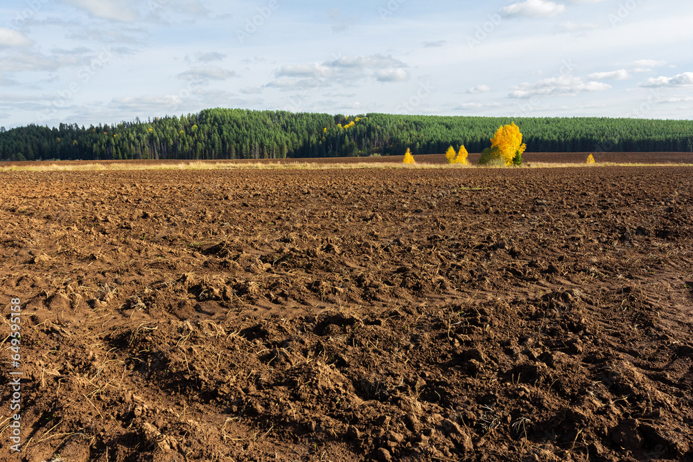 custom made wallpaper toronto digitalAutumn plowed field with colorful foliage trees on sunny day