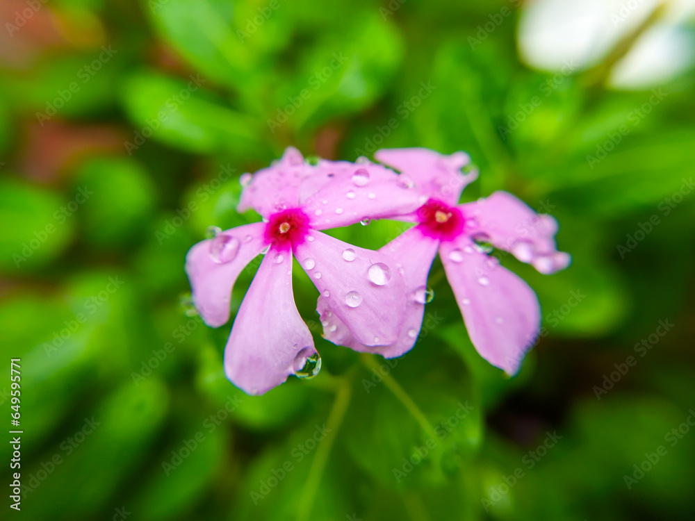 Beautiful macro shot of red flower. Beautiful macro shot of red flower.