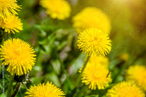 Yellow dandelions blooming on grass background 