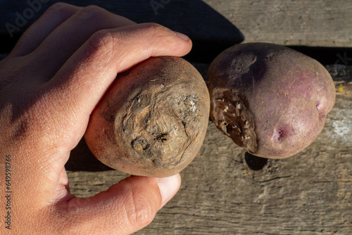 rotten spoiled potato potato disease