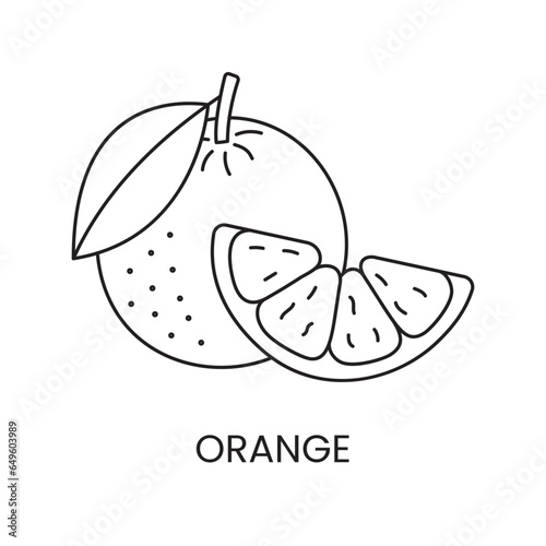 Orange line icon in vector, citrus fruit illustration