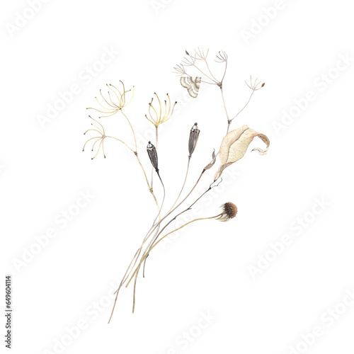 Delicate botanical decor with dried wild plants and moth, watercolor isolated illustration for invitation or greeting cards, for design cover or frame. 