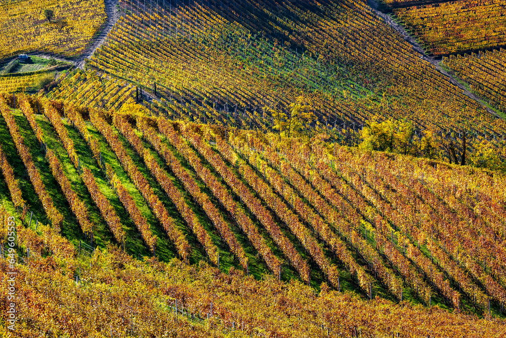 Colorful vineyards in a row on the hills in Piedmont, Italy.