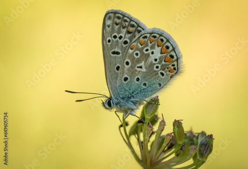 Śliczny kolorowy motyl na wiosennej łące
