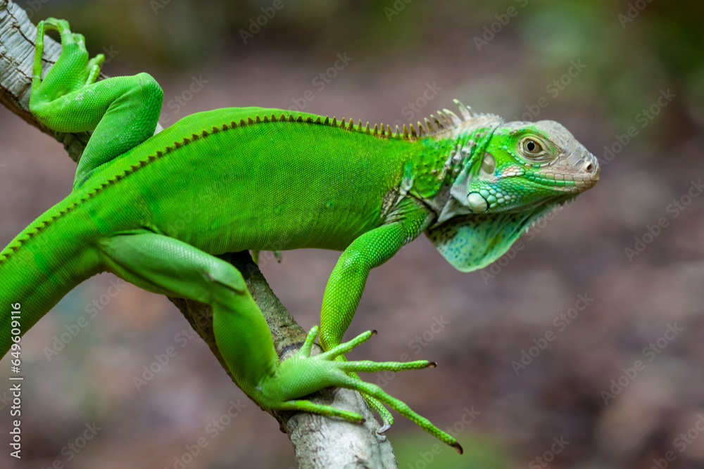 Green Lizard on Branch Green Lizard on Branch