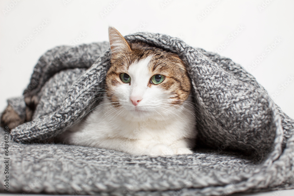 Cat Lying in gray knitted blanket