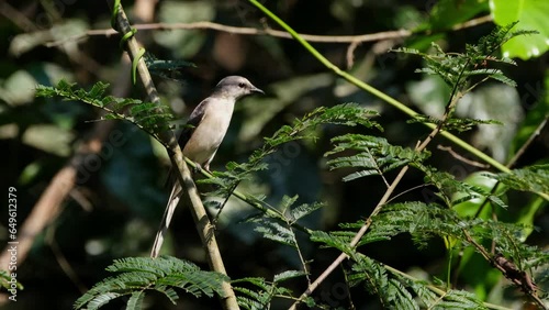 Looking around its surrounding as it is perching on a tiny twig, the Ashy Minivet Pericrocotus divaricatus is gently blown by a soft breeze in Khao Yai National Park, Thailand. photo