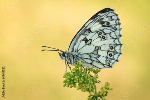 Piękny biały motyl na wiosennej łące 