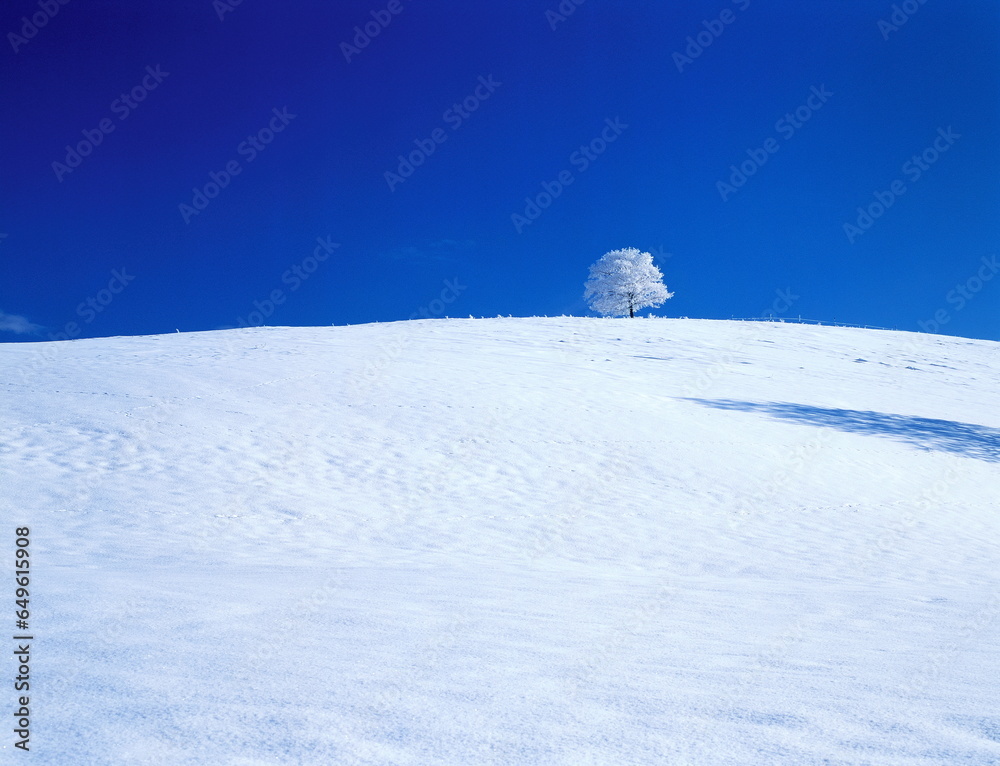 丘の上の樹氷の木（美瑛町）