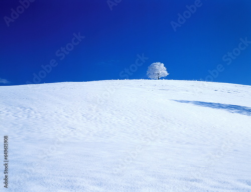 丘の上の樹氷の木（美瑛町）