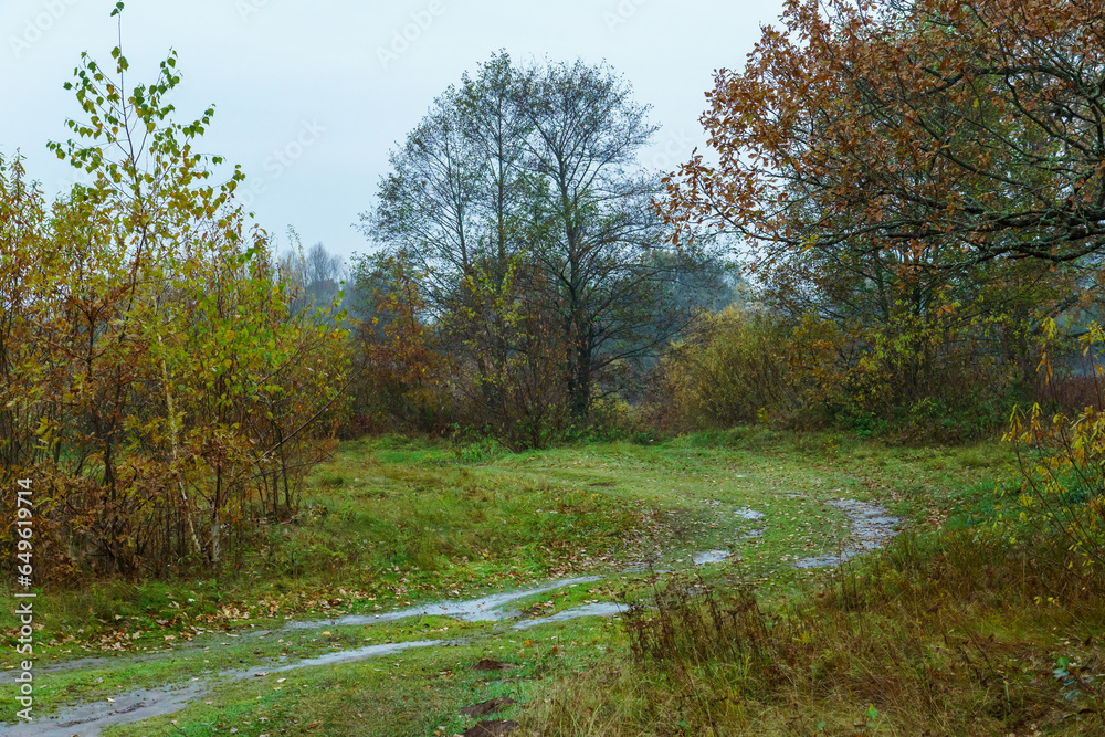 Fototapeta premium Forest landscape. Dirt track in the forest. Sunlight breaks through the foliage and tree trunks in a dense forest.