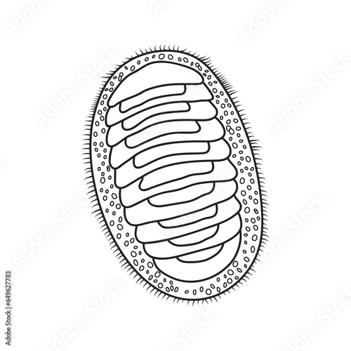 Hand drawn Cartoon Vector illustration chiton icon Isolated on White Background photo