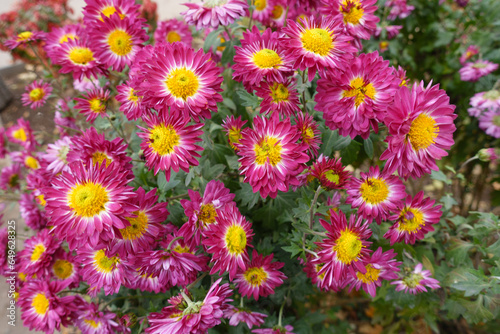 Profusion of pink and yellow flowers of Chrysanthemums in November