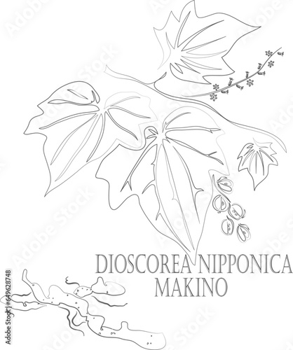Dioscorea nipponica vector contour. Medicinal Dioscorea nipponica Makino plant outline. Set of Yam Dioscorea nipponica root and leafs in Line for pharmaceuticals. Contour drawing of medicinal herbs