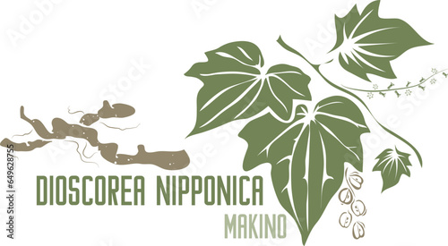 Dioscorea nipponica medicinal herb in color vector silhouette. Medicinal Dioscorea nipponica Makino plant. Set of Yam Dioscorea nipponica root and leafs in color image for pharmaceuticals and coocking