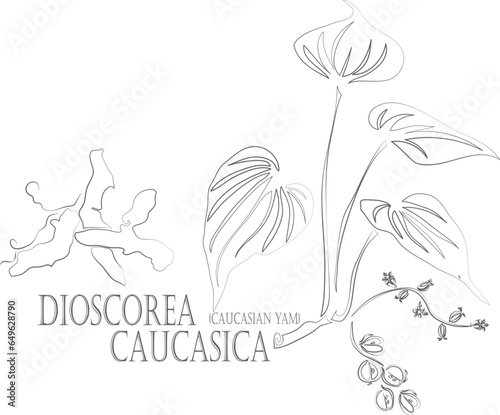 Yam Caucasian root vector contour. Medicinal Dioscorea caucasica plant outline. Set of  Caucasian Dioscorea root and leafs in Line for pharmaceuticals and coocking. Contour drawing of medicinal herbs