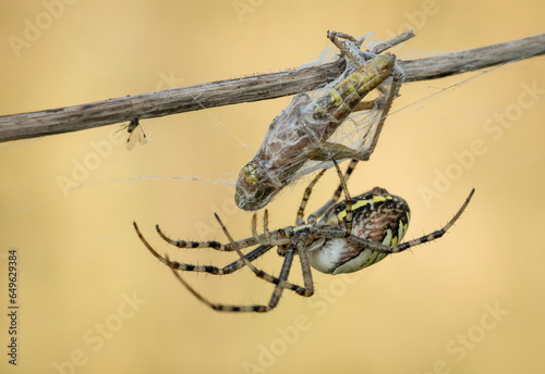 Piękny barwny pająk podczas posiłku na polanie © Sanczo