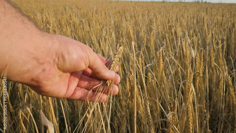 Hand touching golden ripe wheat on field. 4k video footage Hand touching golden ripe wheat on field. 4k video footage