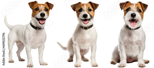 Fotografia Jack Russell terrier dog collection (standing, sitting), animal bundle isolated