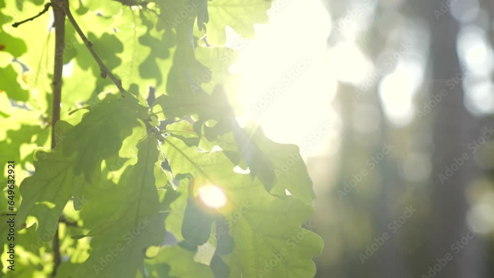 The green oak leaves of a tree on a soft sunlight background. Sun shining through green oak leaves. Slow motion.