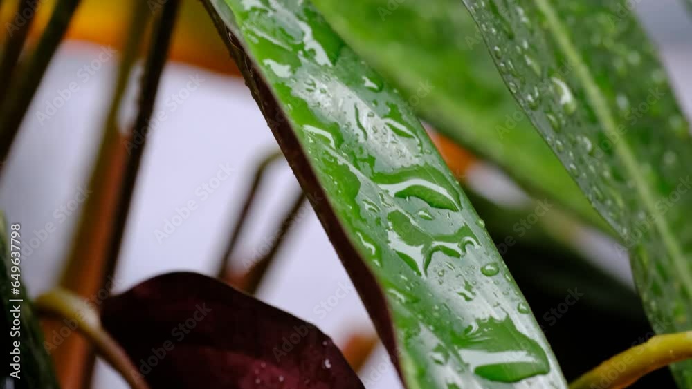 4k vídeo gotas de agua cayendo sobre las hojas un día de lluvia.