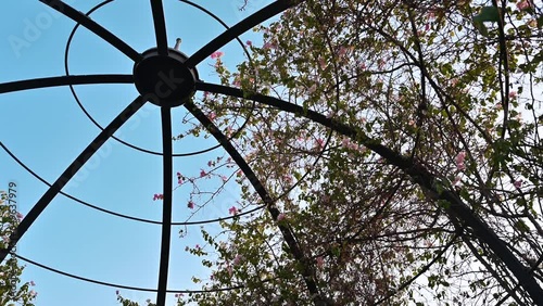 Blooming Bougainvillea flowers under the blue sky in a backyard photo